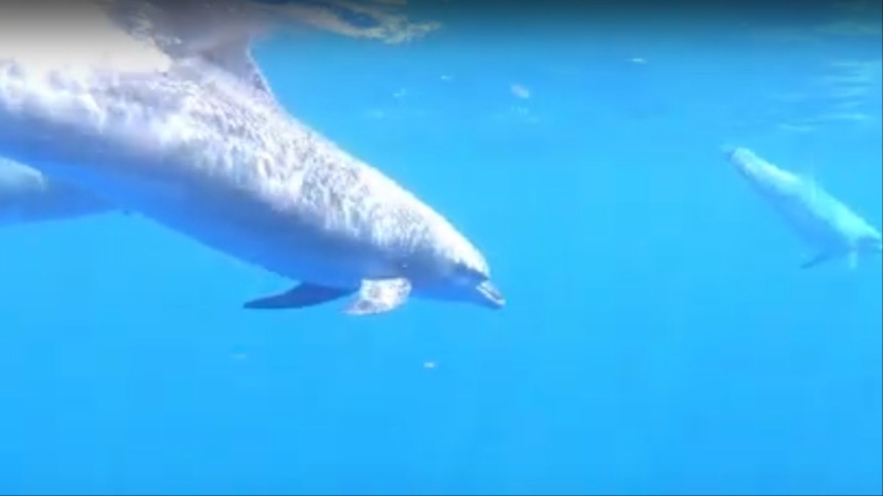 תיעוד הדולפינים, צילום דנה ריינינגר, דלפיס, עריכת סרטון שלומי מרקו, דלפיס